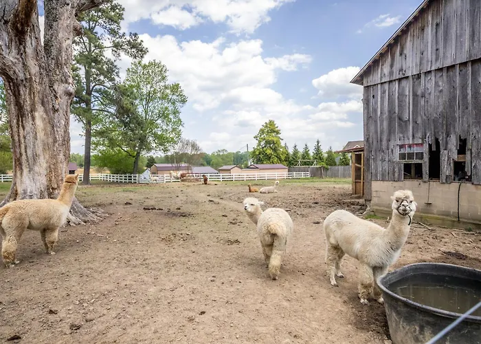 Watch Deer From A Farm Cottage