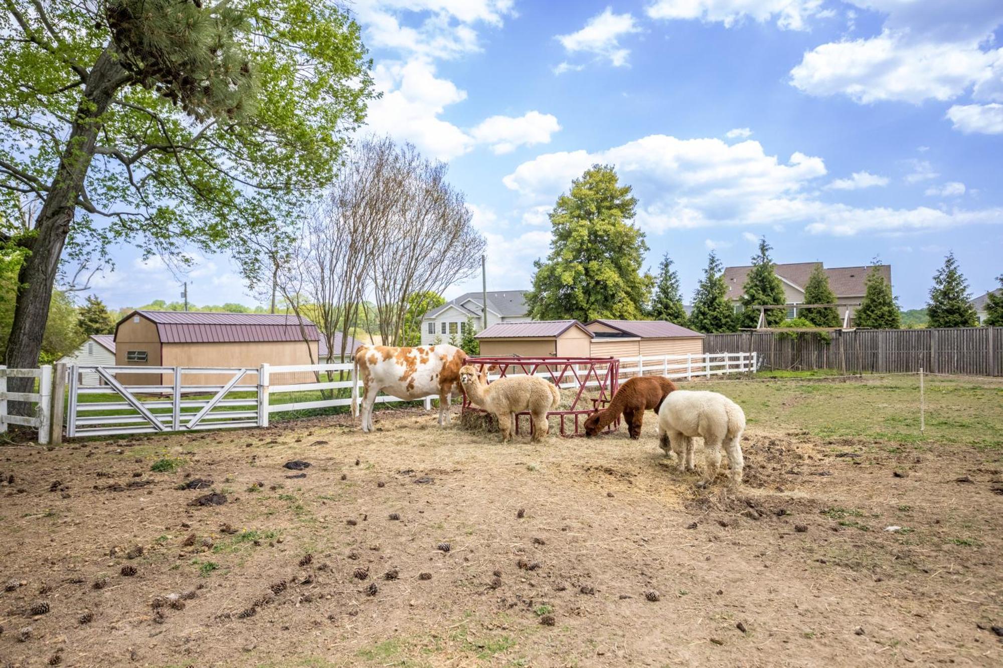 Watch Deer From A Farm Appartement