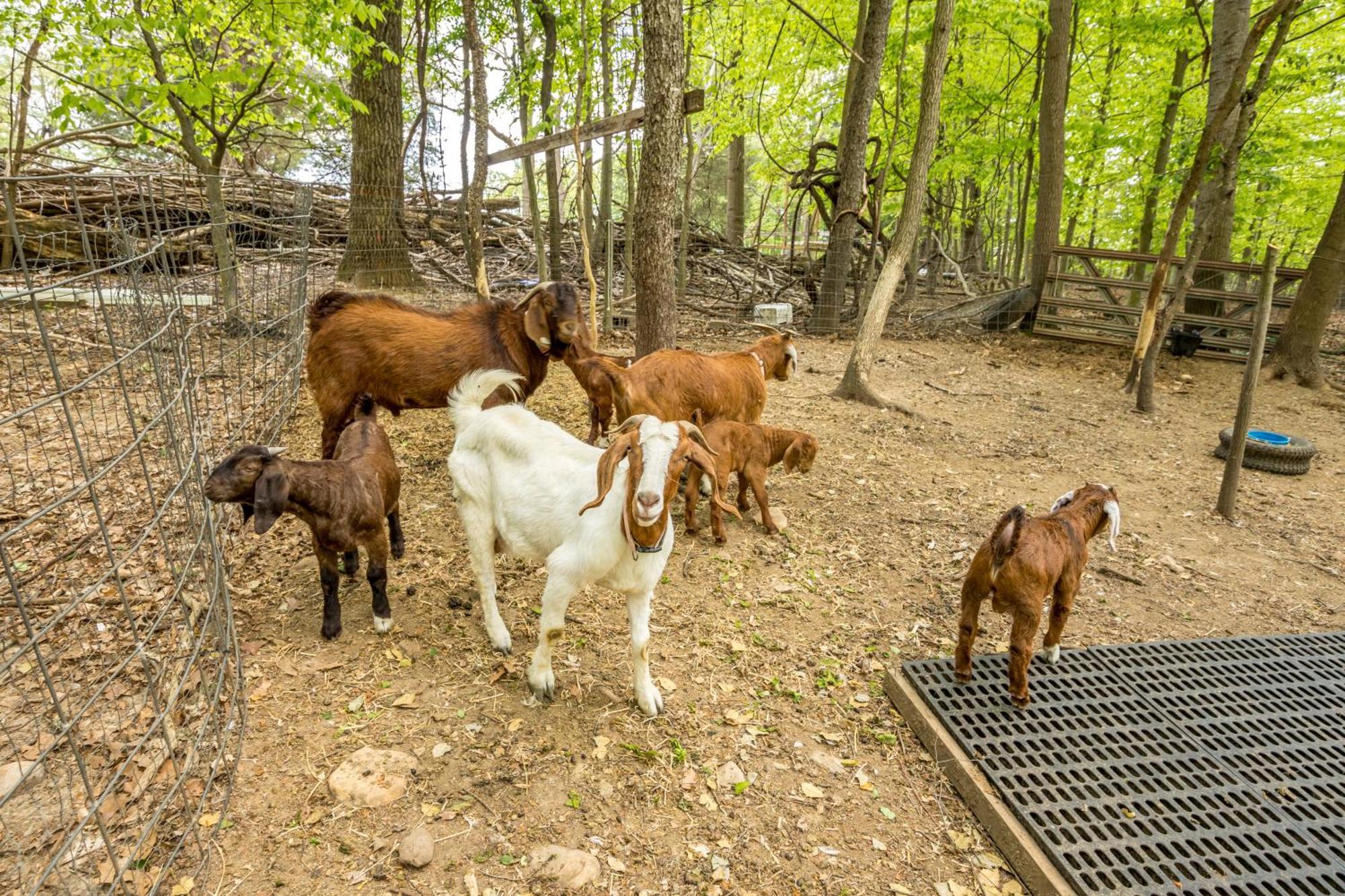 Watch Deer From A Farm
