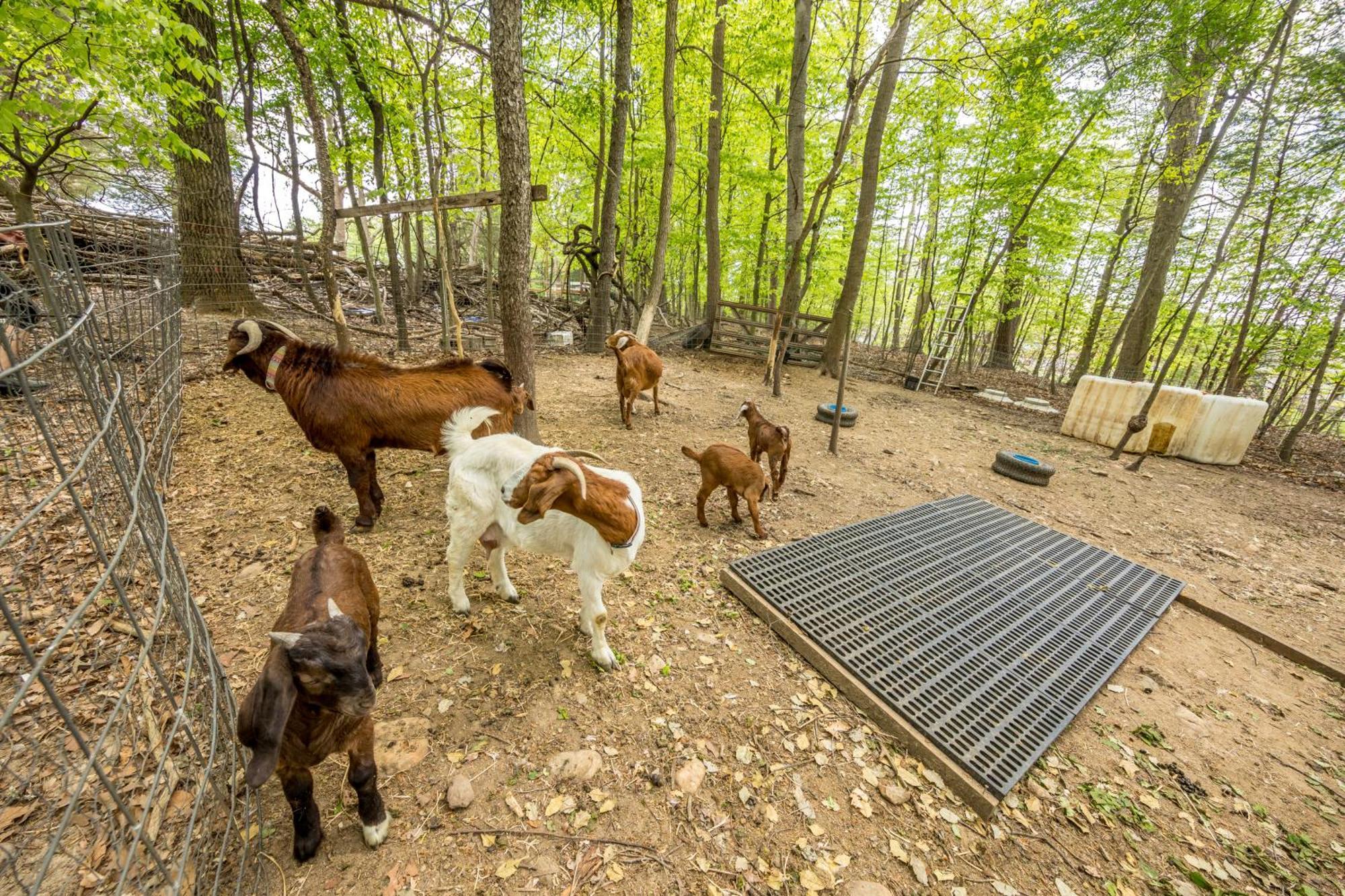 Watch Deer From A Farm Appartement